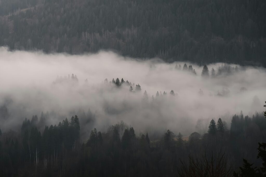 Krajobraz leśny pokryty mgłą. 